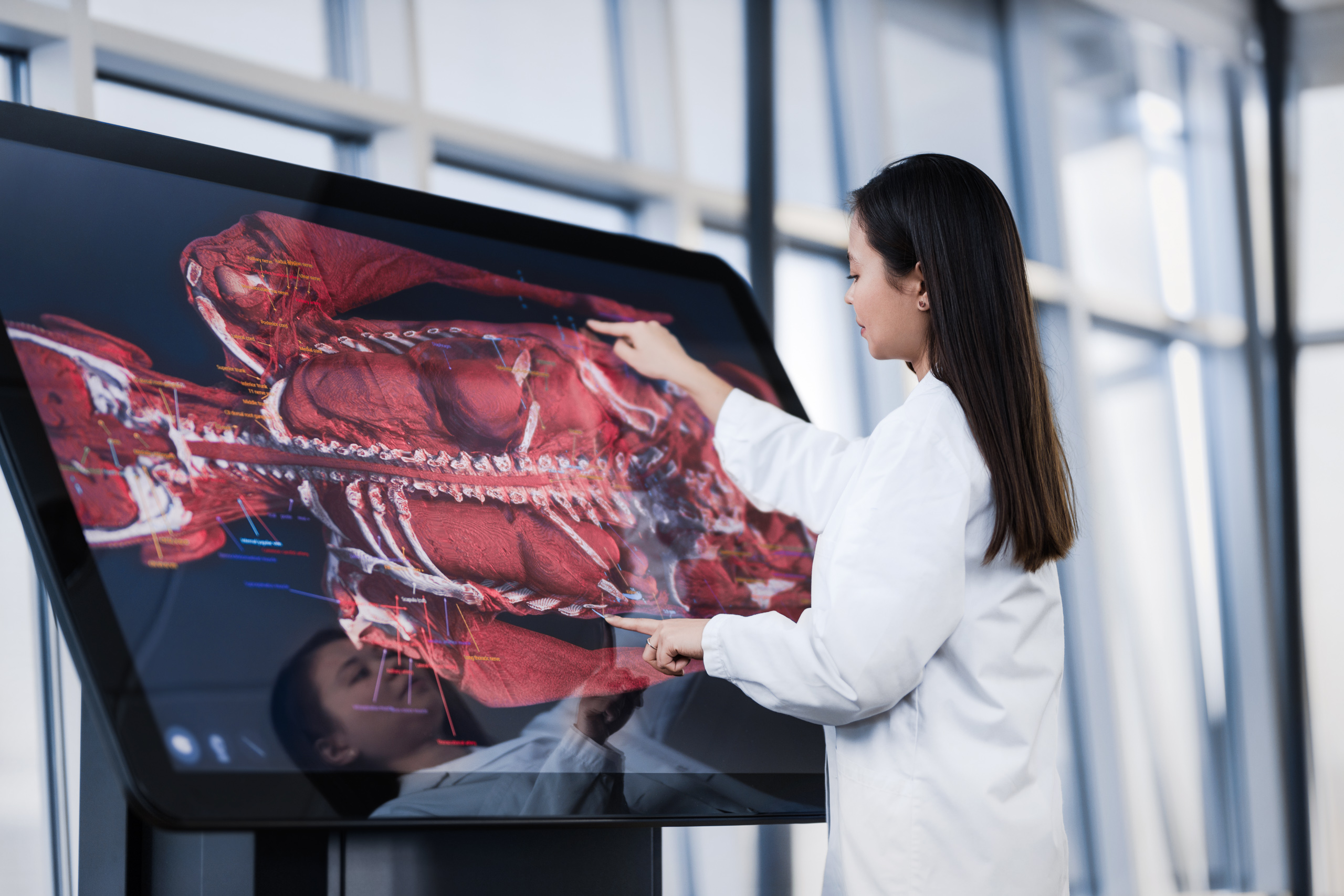 Female teacher preparing an anatomy case for medical education