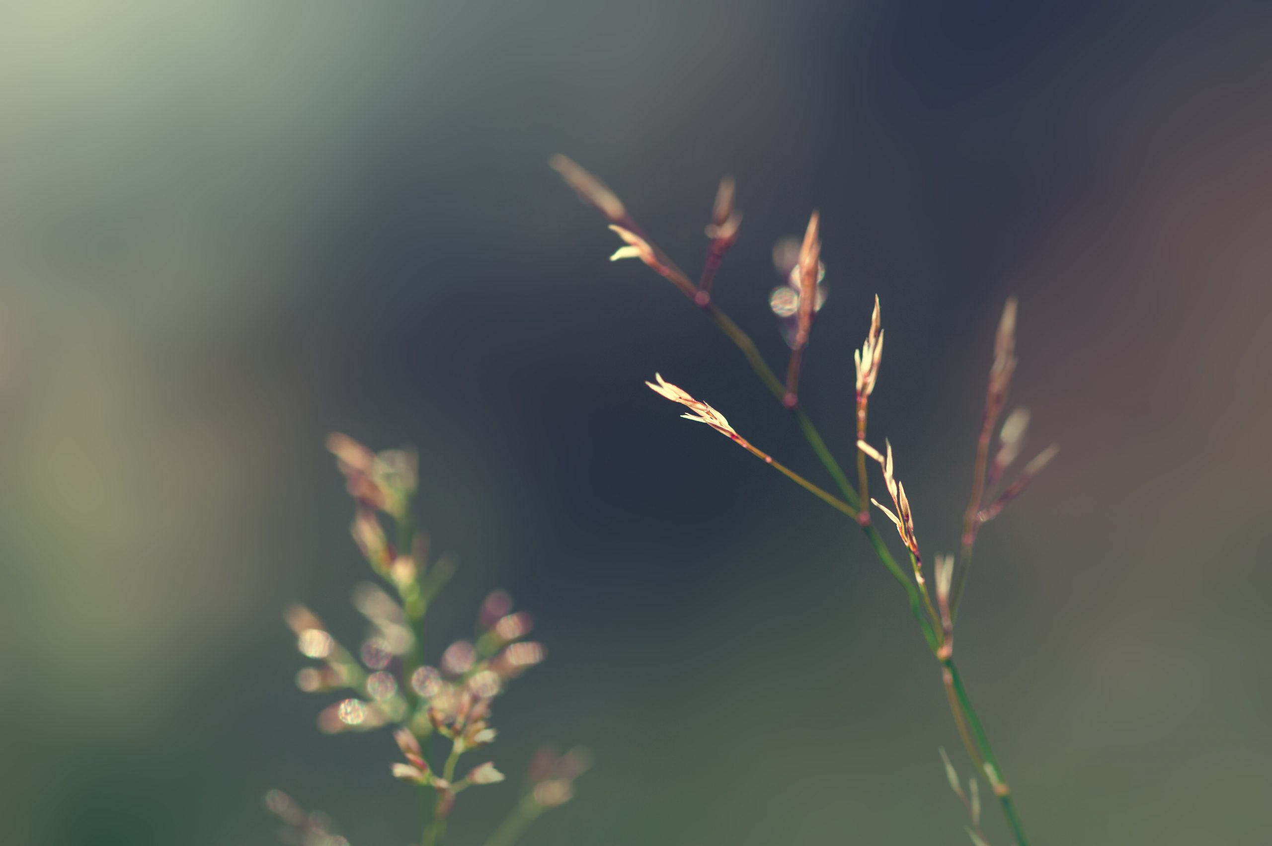 Image of wild grass in the forest